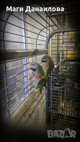 Свободни папагали, снимка 3 - Папагали - 54031471