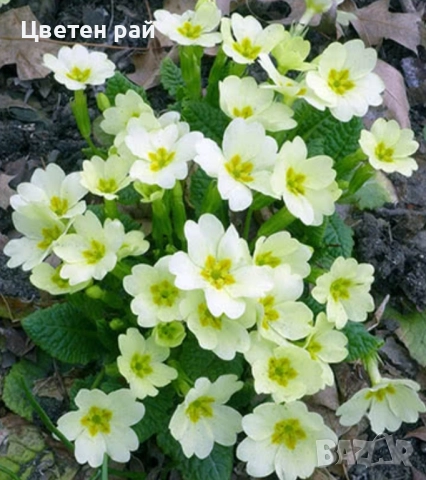 Домашна иглика с грудка , снимка 3 - Градински цветя и растения - 51949012