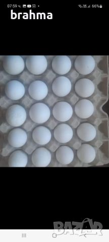 Свободни яйца от бял легхорн, снимка 3 - Кокошки и пуйки - 46432014