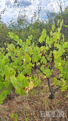 Дългосрочна аренда на лозе мускат ( стар масив) 4.5 дка , снимка 3 - Други оферти за работа - 53139784