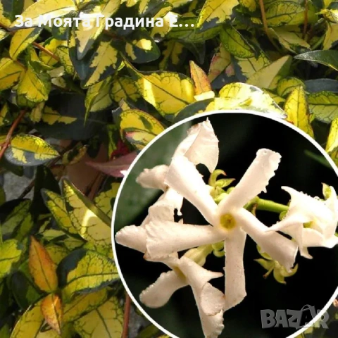 Жасмин 4 цвята, снимка 6 - Градински цветя и растения - 54019997