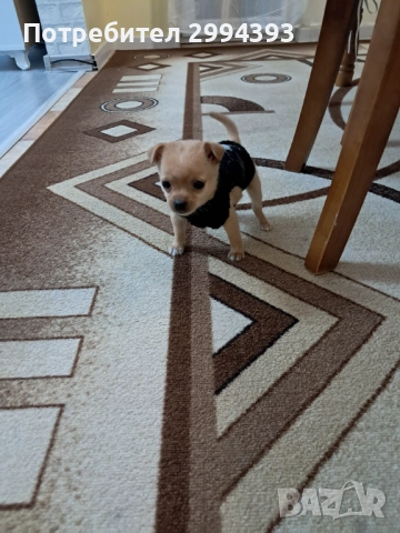 Подарявам малко куче