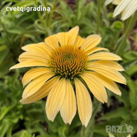 Echinacea Mellоw Yellows(Ехинацея Топли жълти), снимка 3 - Градински цветя и растения - 46185454