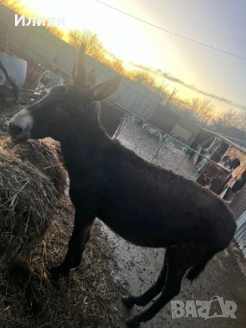 Магаре , снимка 2 - Коне - 53096905