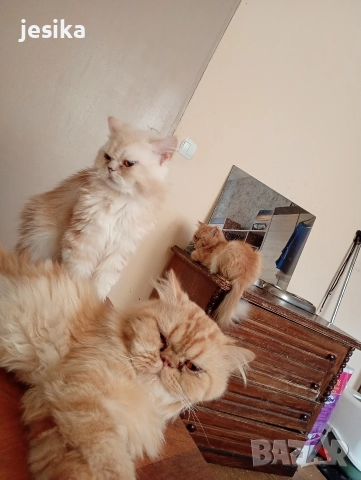мъжки персийци на 1.5 години, снимка 3 - Персийска - 52840432