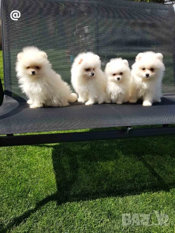 Померан померанчета Гр София , снимка 8 - Померан - 54156420