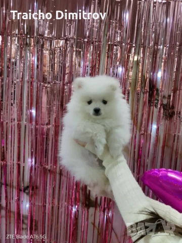 Померан Шпиц на 3 месеца