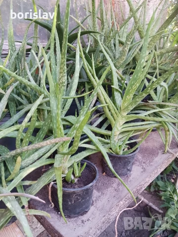 лечебно Алое Вера