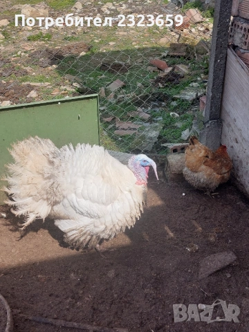 Пилета , снимка 10 - Кокошки и пуйки - 54163977