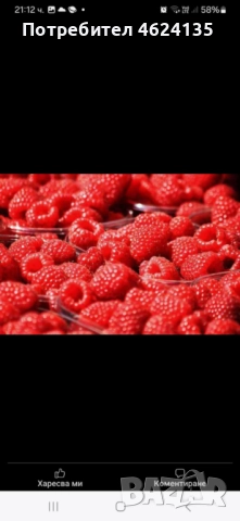 Продавам разсад ягоди, снимка 8 - Сортови семена и луковици - 52068496