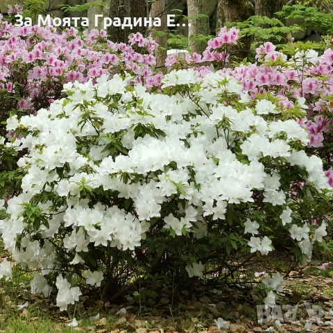 Азалия 3 цвята , снимка 4 - Градински цветя и растения - 53743784