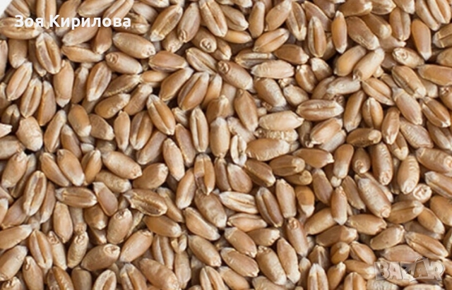 Предлагам фуражно жито