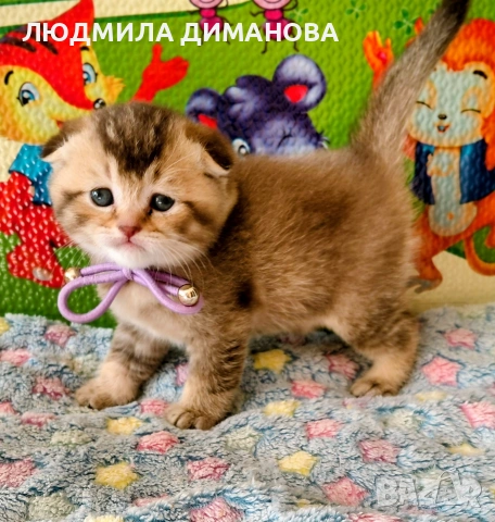 Шотландско мъжко Златна чинчили , снимка 2 - Британска късокосместа - 53401301