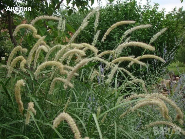 Декоративна трева с бели класове 