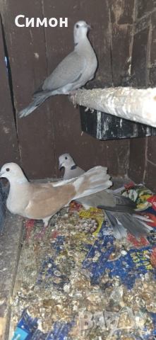 Гугутки скумрийки