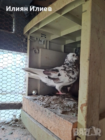 Женска гълъбица- унгарка, снимка 2 - Гълъби - 54081687