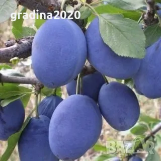 Мини Дръвчета, снимка 7 - Разсади - 49334597