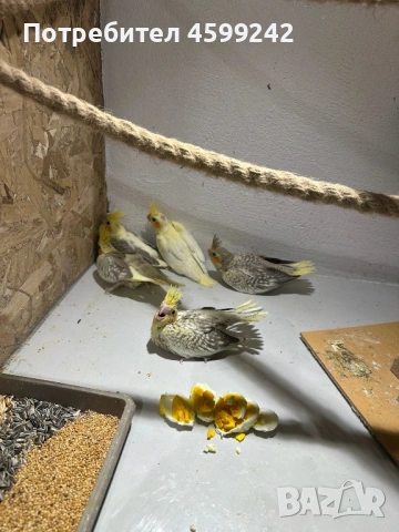 Бебета Корели 