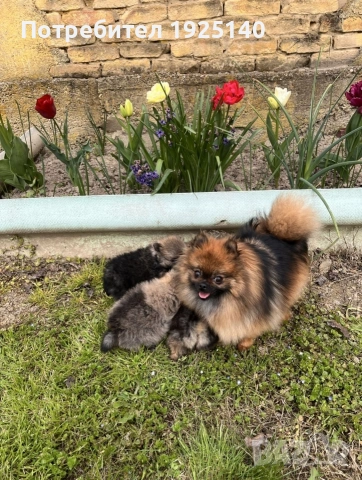 продавам мъжки померанй , снимка 4 - Померан - 54231729