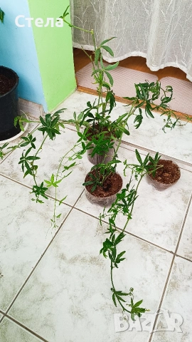 Пасифлора, бял Бенджамин, Сансевиера, мексиканска мента, Копривка , снимка 2 - Градински цветя и растения - 51170707