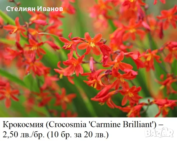 Крокосмия (Crocosmia 'Carmine Brilliant') – луковици, снимка 2 - Сортови семена и луковици - 49327953