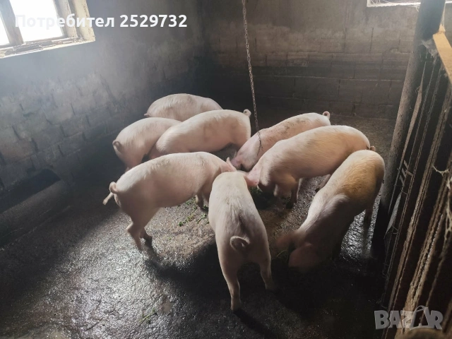 Прасета , снимка 2 - Прасета - 53976296