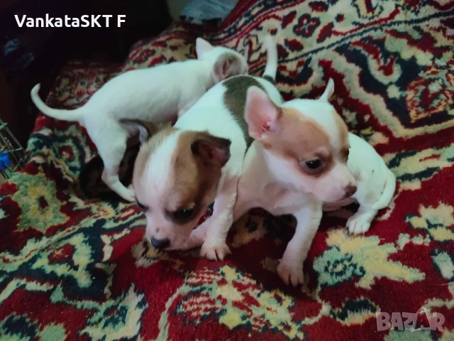 Пинчерчета, снимка 3 - Пинчер - 53647253