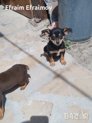 Пинчер на Мец 15 ден хубав със ваксини 