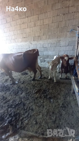 продавам крави , снимка 1