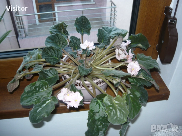 фотоапарат Panasonic LS80 - 8.1 MPx, снимка 17 - Фотоапарати - 52917913