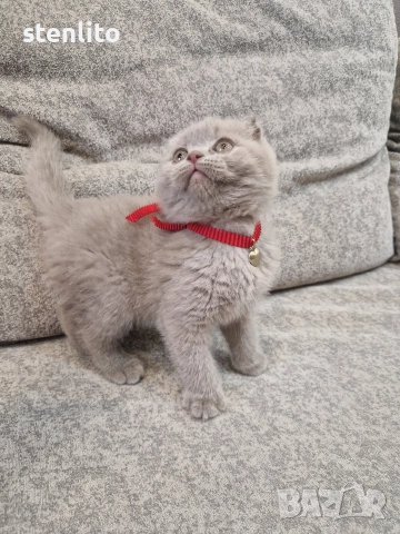 Шотландски клепоухи котенца , снимка 10 - Британска късокосместа - 39110730