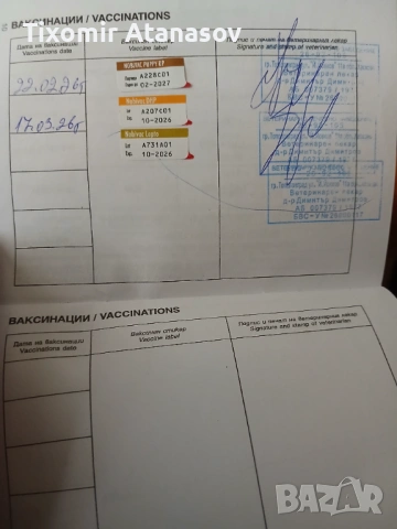 Пинчер, снимка 6 - Чихуахуа - 53464829