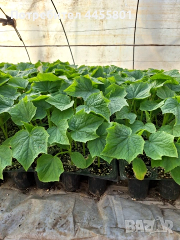 Продавам Сандра Голд , снимка 3 - Разсади - 53713508