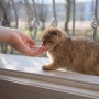 Scottish Fold , снимка 2