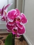 Орхидеи Фаленопсис, снимка 7