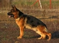 Немски овчарки , снимка 7