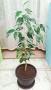 Бенджамин, Хлорофитум, Бегония, Женшен, Фикус , снимка 12