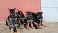 Чистокръвни немски овчарки., снимка 1