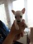 Продавам мъжко кученце Чихуахуа на един месец, снимка 1 - Чихуахуа - 45341581