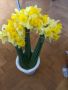 Продавам луковици от Жълти нарциси, снимка 1 - Градински цветя и растения - 45115705