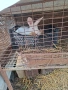 Зайци, снимка 5