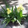 Мини Ирис /жълт цъфтеж, снимка 1 - Градински цветя и растения - 45179401