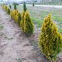 Туя Златен Смарагд, Thuja Occidentalis Golden Smaragd, снимка 6