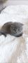 Клепоухи Британски късокосмести котенца, снимка 1