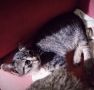три  котенца от Варна търсят дом, снимка 12