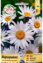 Бяла хризантема /Маргаритка /Chysanthemum maximum , снимка 1 - Разсади - 45718696