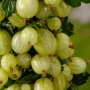 Цариградско грозде (Ribes uva-crispa) - червено, снимка 5