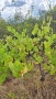 Дългосрочна аренда на лозе мускат ( стар масив) 4.5 дка , снимка 3