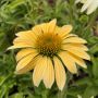 Echinacea Mellоw Yellows(Ехинацея Топли жълти), снимка 3