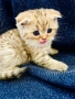 Шотландски клепоухи котенца – златна чинчила. Scottish fold, снимка 3